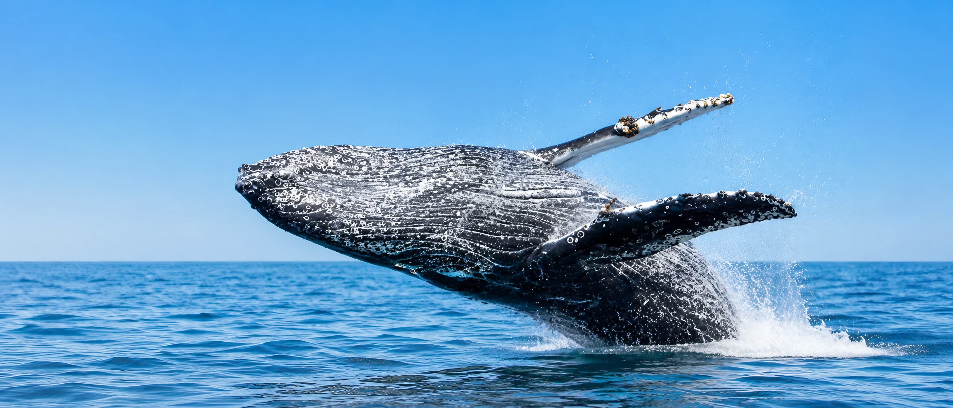 Whale Watching Cruise Newport Beach